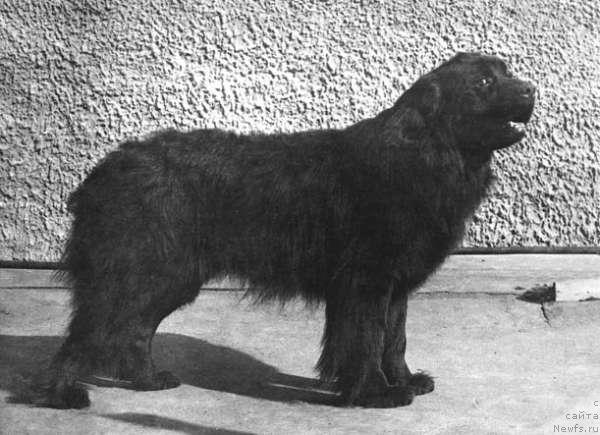 Фото: ньюфаундленд Ali von der Woltersdorfer Hohe (Али фон дер Вольтерсдорфер Хёэ)