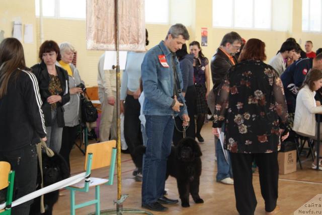 Фото: ньюфаундленд Юнона