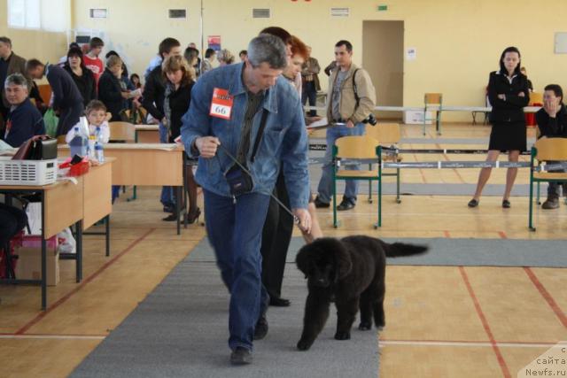 Фото: ньюфаундленд Юнона