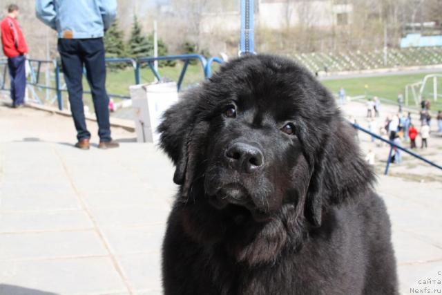 Фото: ньюфаундленд Юнона