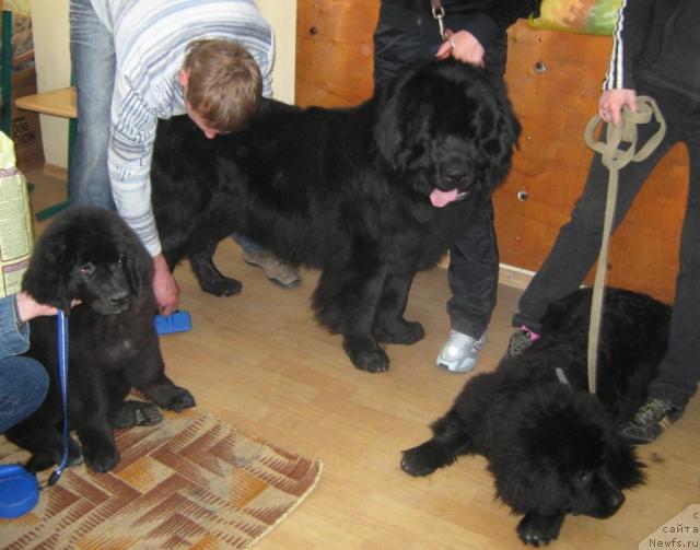 Фото: ньюфаундленд Юнона, ньюфаундленд Ллойд Блэк, ньюфаундленд Гералис Чироки Великий Вождь