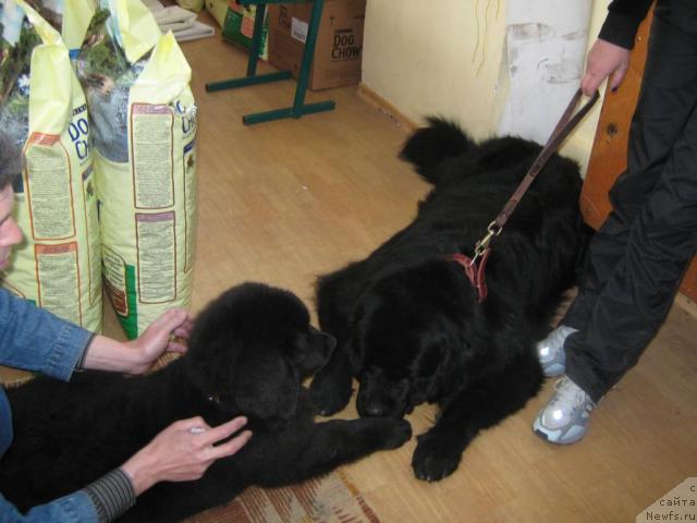 Фото: ньюфаундленд Юнона, ньюфаундленд Ллойд Блэк