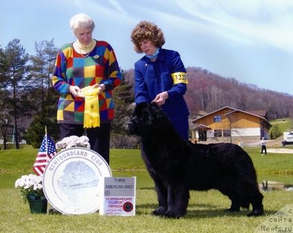 Фото: ньюфаундленд Starr King Letters to Southwind