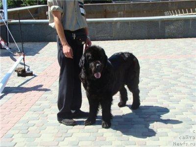 Фото: Дима, ньюфаундленд Чара Блэк Квэст Морской Медведь