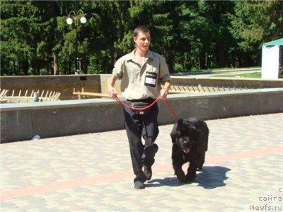 Фото: Дима, ньюфаундленд Чара Блэк Квэст Морской Медведь