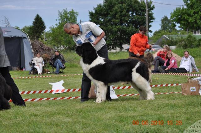 Фото: ньюфаундленд Zidan Clark Zvezdnij Dar