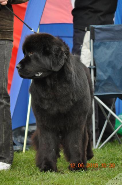 Фото: ньюфаундленд Звезда Ростова с Берега Дона (Zvezda Rostova s Berega Dona)