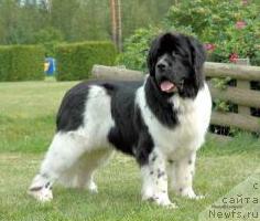 Фото: ньюфаундленд Seal Coves Givio Grappa