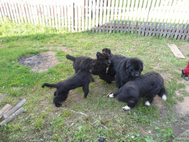 Фото: ньюфаундленд Большая Удача, ньюфаундленд Баловень Судьбы, ньюфаундленд Ньюфорт Лунный Бархат, ньюфаундленд Блестящая Брина