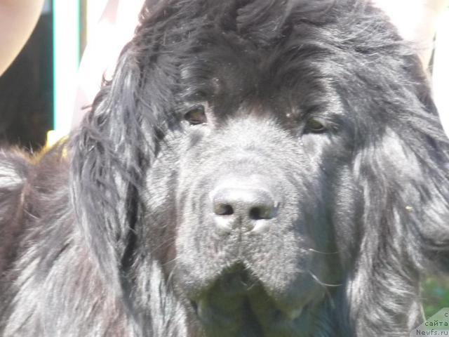 Фото: ньюфаундленд Блестящая Брина