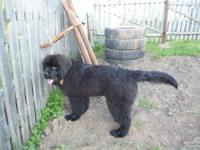 Фото: ньюфаундленд Баловень Судьбы