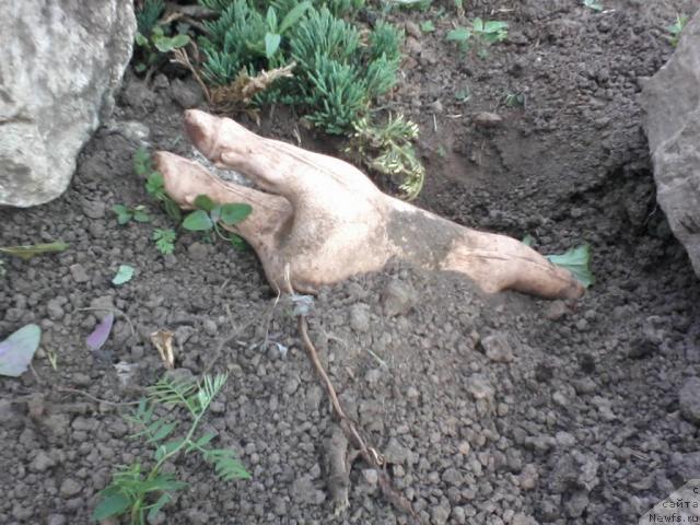 Фотография № 44447