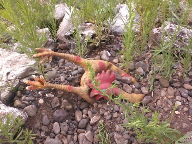 Фотография № 44448