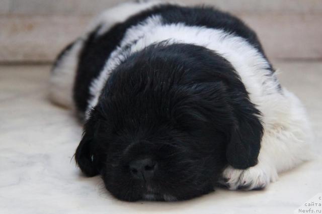 Фото: ньюфаундленд Аквиан Сонг Зес Трибьют ту Фешен