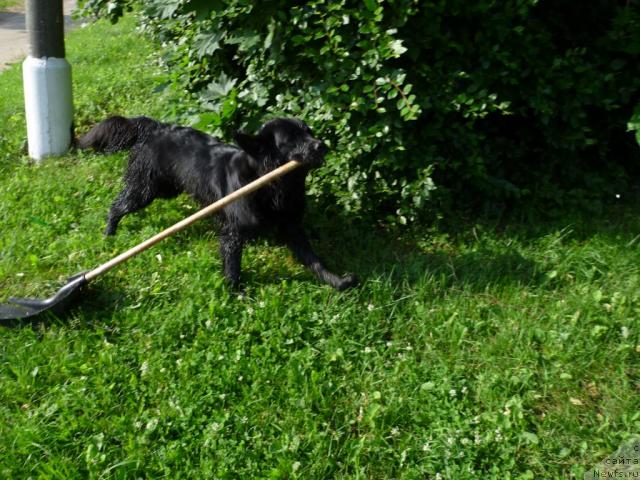 Фото: ньюфаундленд Бонни Флайт