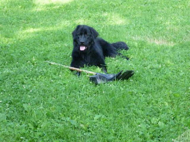 Фото: ньюфаундленд Бонни Флайт