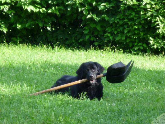 Фото: ньюфаундленд Бонни Флайт