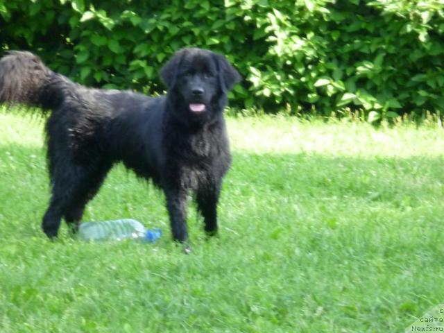 Фото: ньюфаундленд Бонни Флайт