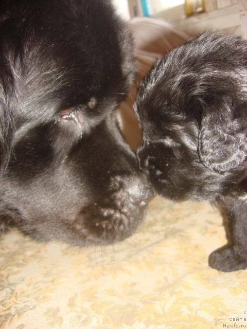 Фото: ньюфаундленд Арх Бьюти Оптимист для Елены, ньюфаундленд Чарующая Ночь от Марлеон Дусвик (Charuyuschaya Noch ot Marleon Dusvik)