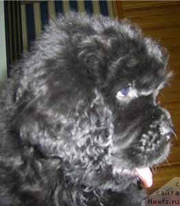 Фото: ньюфаундленд Арх Бьюти Оптимист для Елены