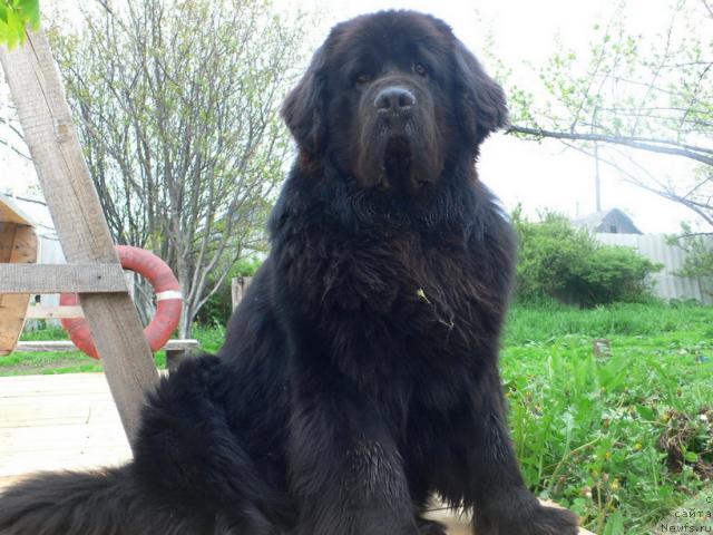 Фото: ньюфаундленд Веридан Звездный Путь