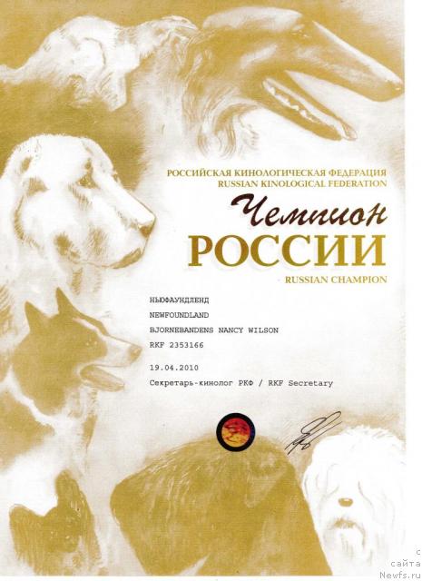 Фото: ньюфаундленд Bjornebandens Nancy Wilson