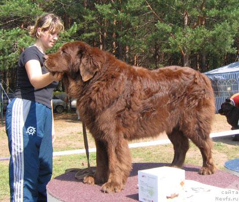 Фото: ньюфаундленд Кока Кола'с Иммидж Стар Эмр Фаворит