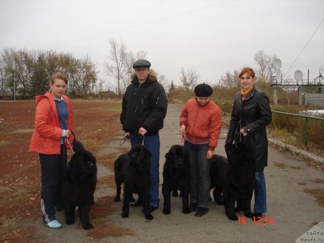 Фото: ньюфаундленд Дольче Вита от Сибирского Медведя