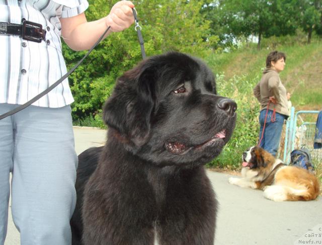 Фото: ньюфаундленд Маг Исполин Лира Любви