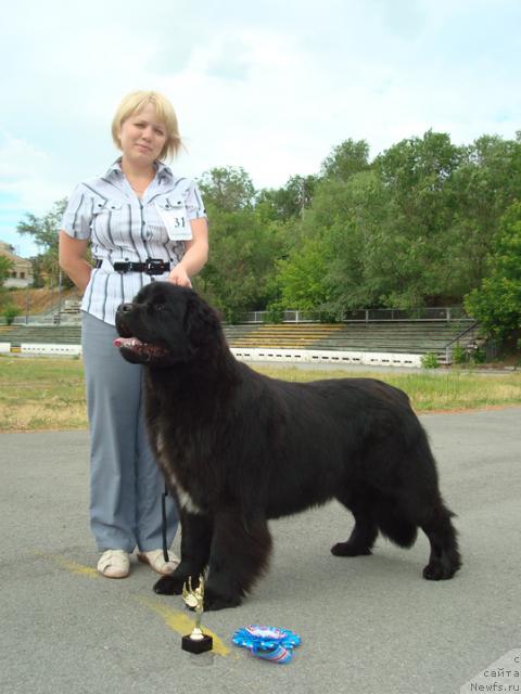 Фото: ньюфаундленд Маг Исполин Лира Любви