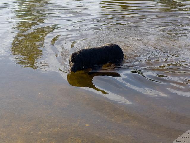 Фото: Гастон де Фуа