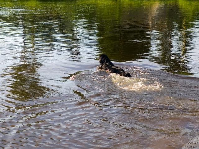 Фото: Гастон де Фуа