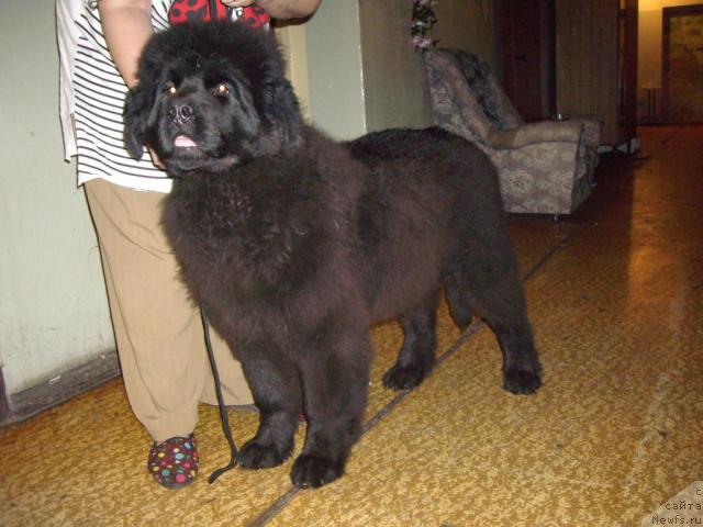 Фото: ньюфаундленд Ульсан Вильгельм ф. Ланке