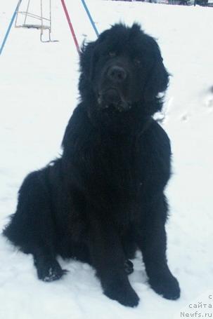 Фото: ньюфаундленд Нью Спейс Блю Оушен