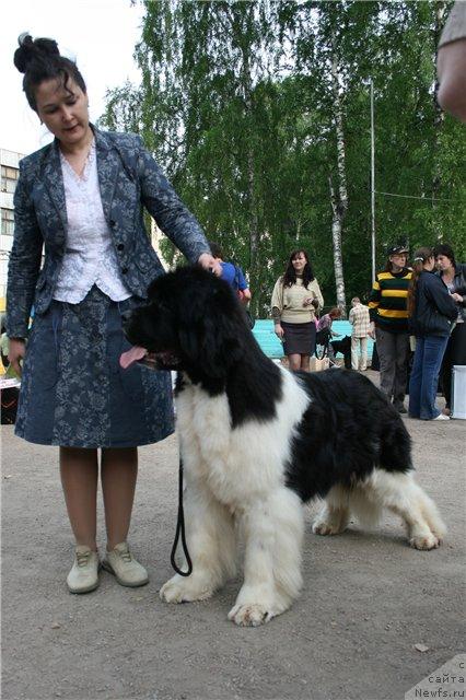 Фото: ньюфаундленд Chatkantarra Taro, Елена Захарова