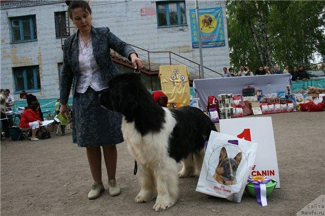 Фото: ньюфаундленд Chatkantarra Taro, Елена Захарова