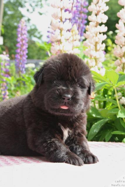 Фото: ньюфаундленд Юриоль Золотой Рассвет