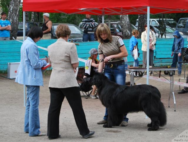 Фото: ньюфаундленд Формула Любви от Сибирского Медведя