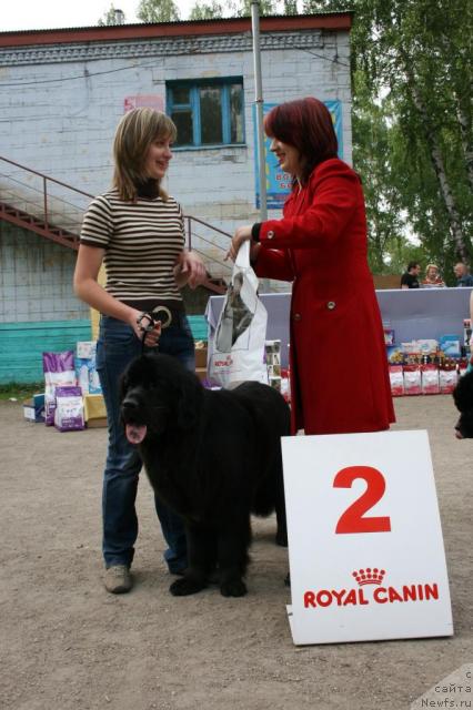Фото: ньюфаундленд Формула Любви от Сибирского Медведя