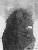 Фото: ньюфаундленд Arco vom Kiefernhof