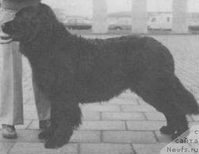 Фото: ньюфаундленд Zambassadourgardens Roulettekatja