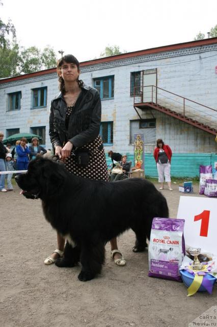 Фото: ньюфаундленд Флагман от Сибирского Медведя (Flagman ot Sibirskogo Medvedja)