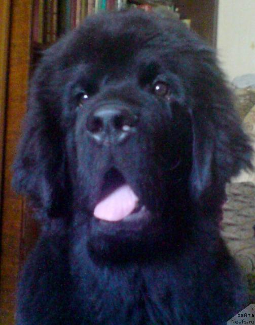 Фото: ньюфаундленд Уютная Долина Андрос Гриф