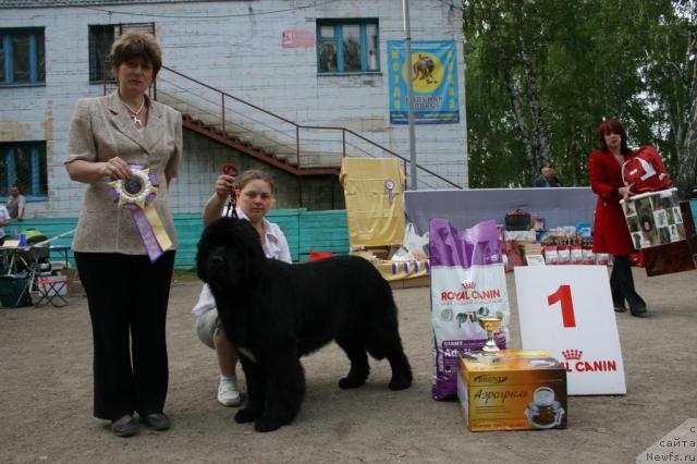 Фото: ньюфаундленд Марфа для Тихого Омута из Племени Кедра (Marfa Dlja Tihogo Omuta iz Plemeni Kedra)