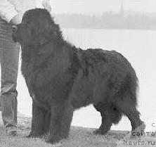 Фото: ньюфаундленд Bjornebandens Roy Roggers