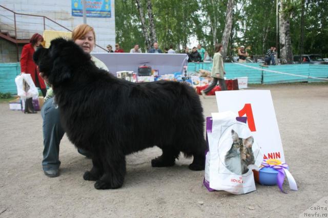 Фото: ньюфаундленд Виконтесса из Медвежьего Яра (Vikontessa iz Medvejyego Yara)