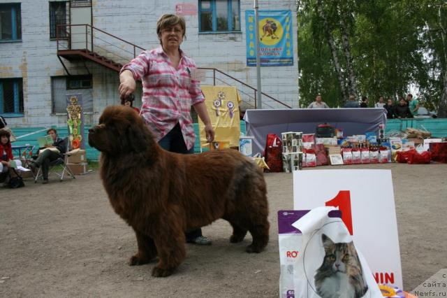 Фото: ньюфаундленд Вирджиния из Царства Медведей