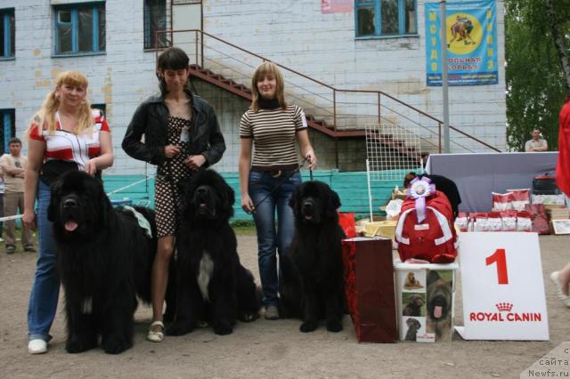 Фото: ньюфаундленд Мороз-Воевода от Сибирского Медведя, ньюфаундленд Флагман от Сибирского Медведя (Flagman ot Sibirskogo Medvedja), ньюфаундленд Формула Любви от Сибирского Медведя