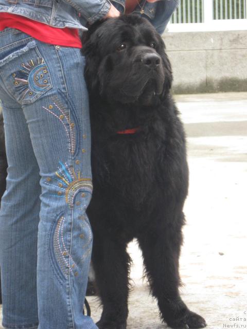 Фото: ньюфаундленд Лихой Казак