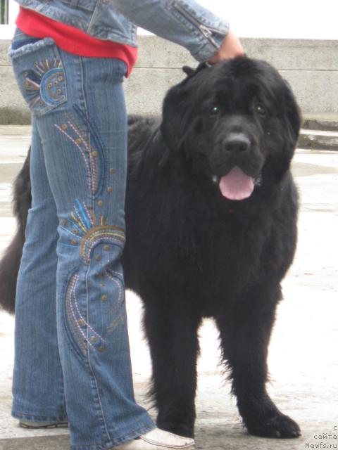 Фото: ньюфаундленд Лихой Казак